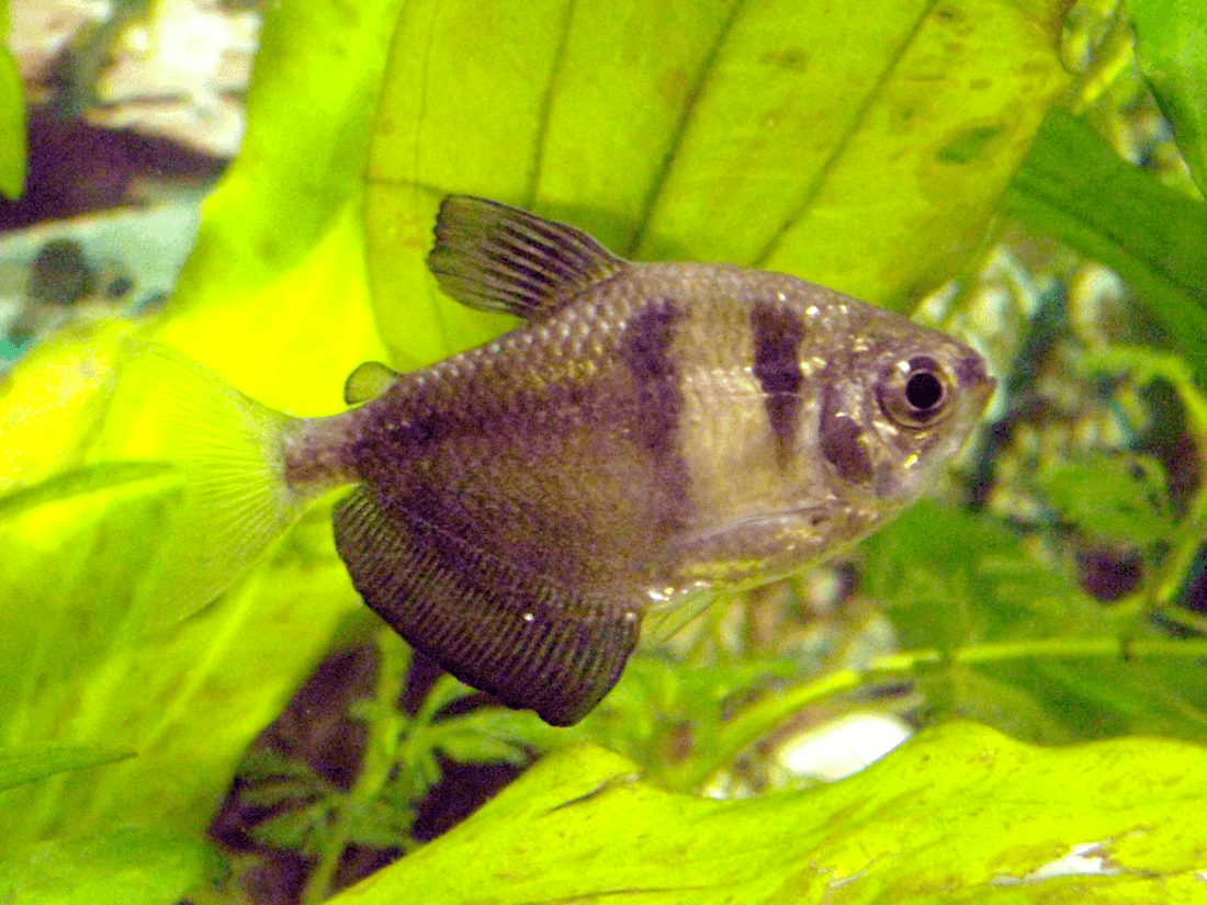 Hi Fin White Skirt Tetra aquarium fish