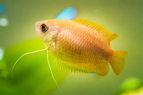 Honey Gourami aquarium fish