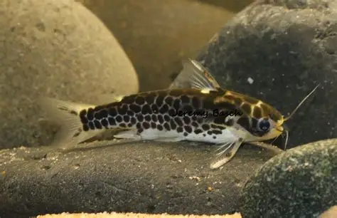 Honeycomb Woodcat aquarium fish
