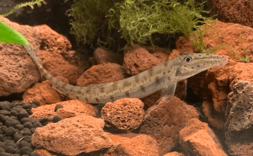 Horseface Loach aquarium fish