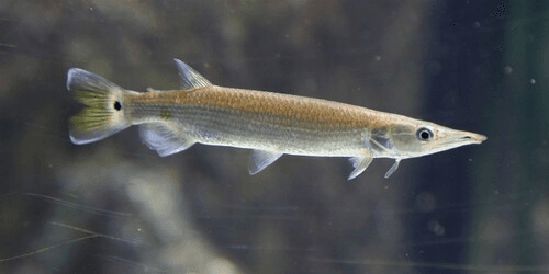 Hujeta Rocket Gar aquarium fish