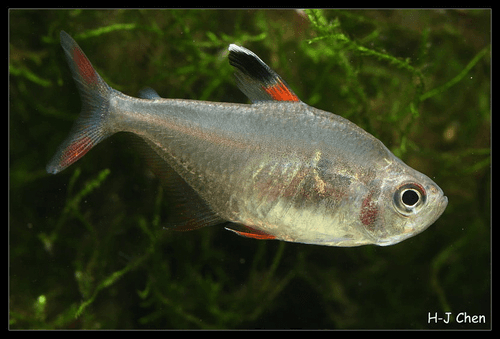 HY511 Peppermint Tetra aquarium fish