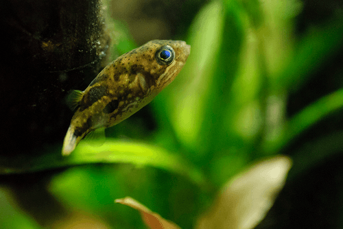 Indian Pea Puffer aquarium fish