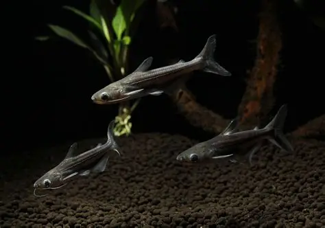 Iridescent Shark aquarium fish