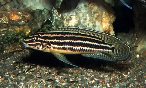 Julie Regani Cichlid aquarium fish