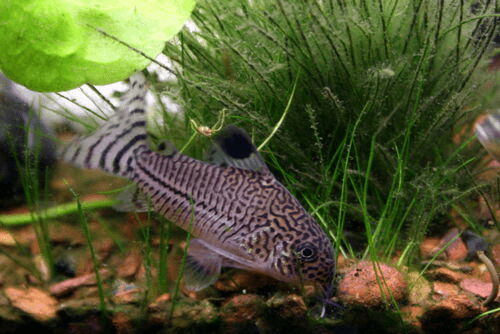 Julii Cory Catfish aquarium fish