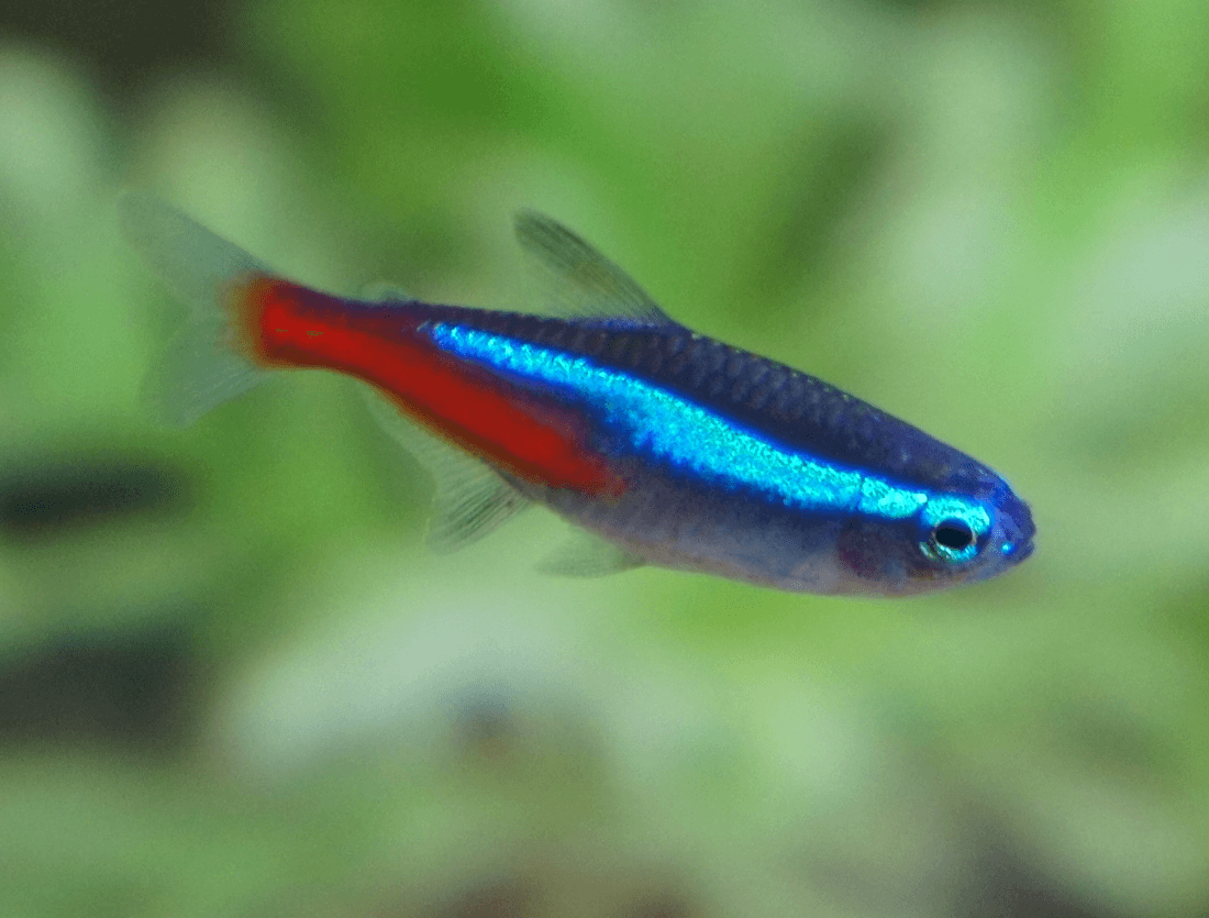Jumbo Neon Tetra aquarium fish