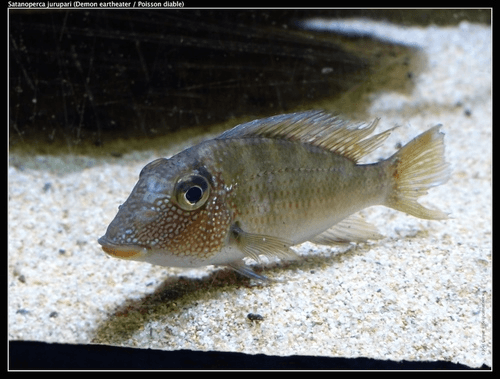 Jurupari Eartheater Cichlid aquarium fish