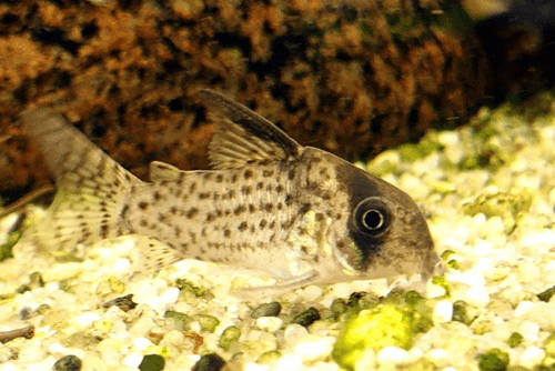 Kanei Cory Catfish aquarium fish
