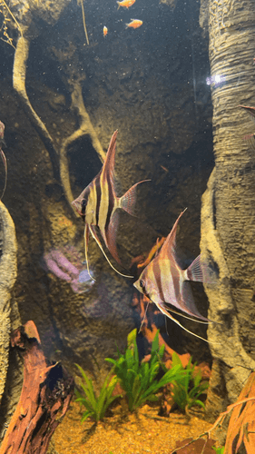 Koi Angelfish aquarium fish
