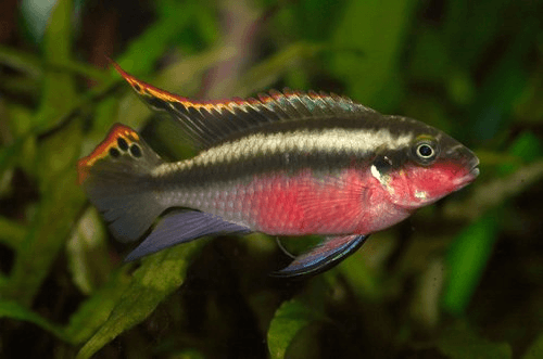 Kribensis Cichlid aquarium fish