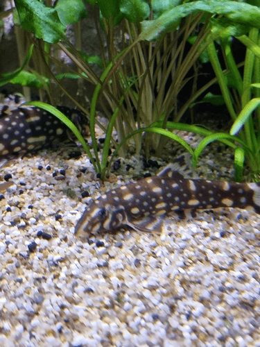 Kubotai Loach aquarium fish