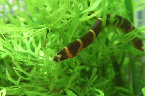 Kuhli Loach aquarium fish