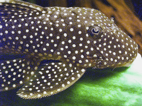 L-018 Gold Nugget Pleco aquarium fish