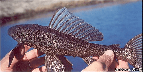 L-052 Butterfly Pleco aquarium fish