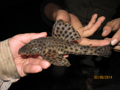 L-106 Orange Seam Pleco aquarium fish