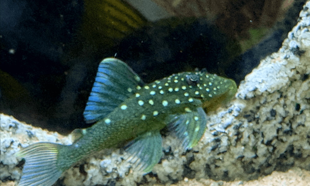 L-128 Blue Phantom Pleco aquarium fish