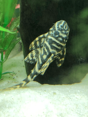 L-129 Colombian Zebra Pleco aquarium fish