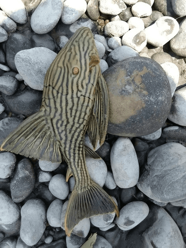 L-191 Dull-eyed Royal Pleco aquarium fish