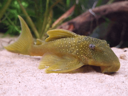 L-200 Green/Yellow Phantom Pleco aquarium fish