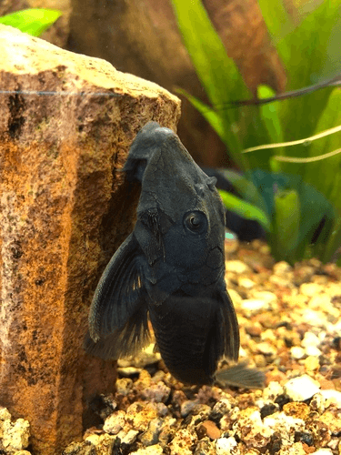 L-239 Blue Panaque Pleco aquarium fish