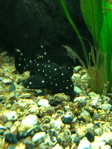 L-240 Galaxias/Vampire Pleco aquarium fish