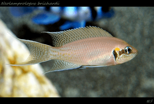 Lamp. Daffodil Cichlid aquarium fish