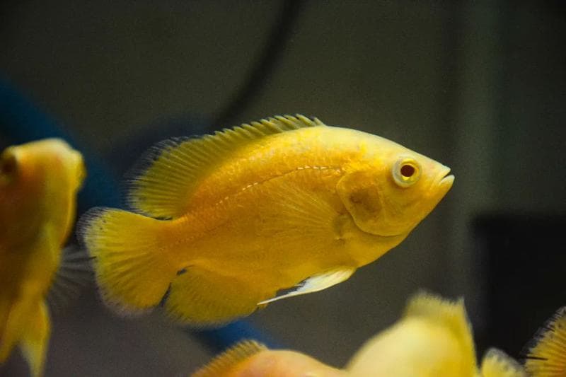 Lemon Oscar Cichlid aquarium fish