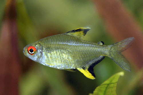 Lemon Tetra aquarium fish