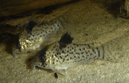 Leucomelas Cory Catfish aquarium fish