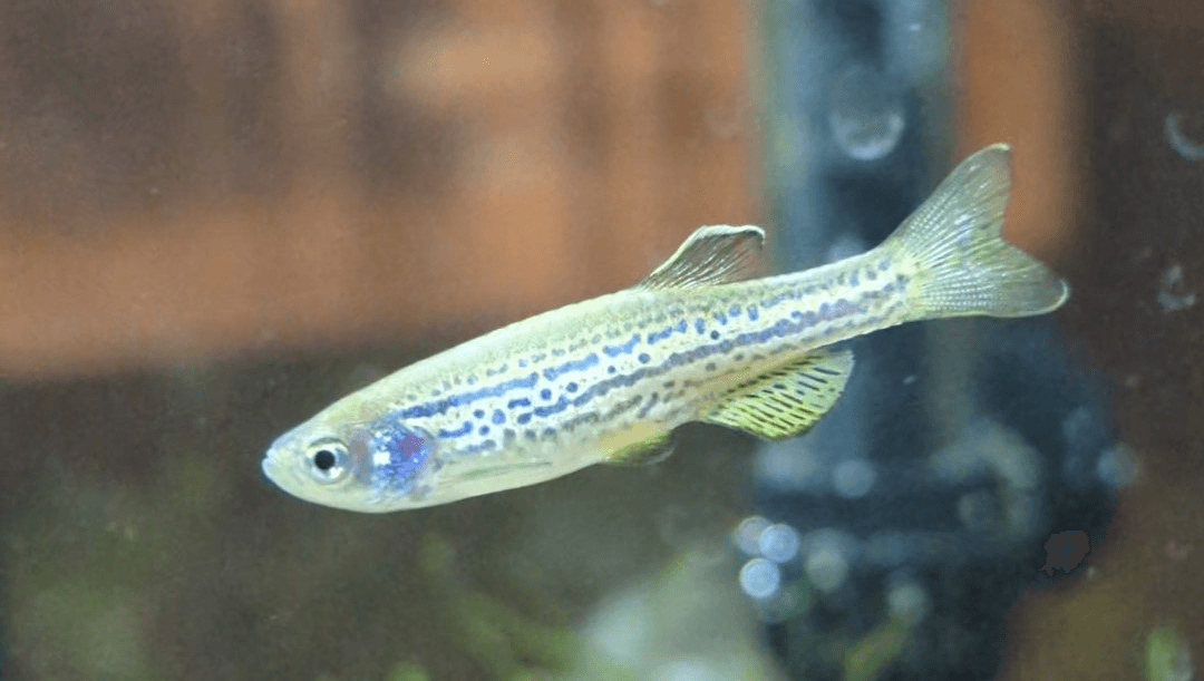 Long Fin Gold Danio aquarium fish
