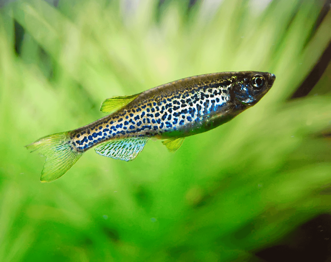 Long Fin Leopard Danio aquarium fish