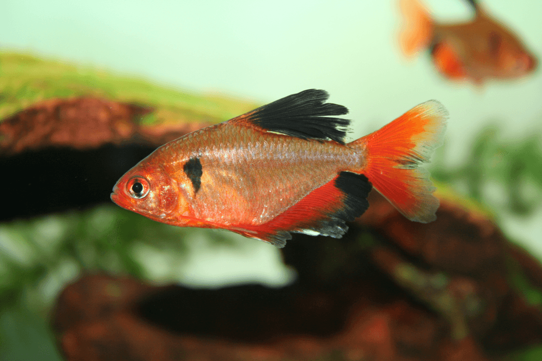 Long Fin Serpae Tetra aquarium fish