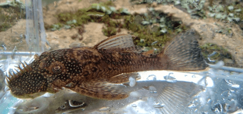 Longfin Albino Ancistrus Catfish aquarium fish