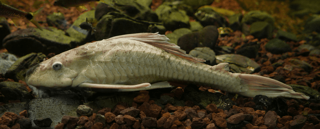 Longfin Albino Bushynose Catfish aquarium fish