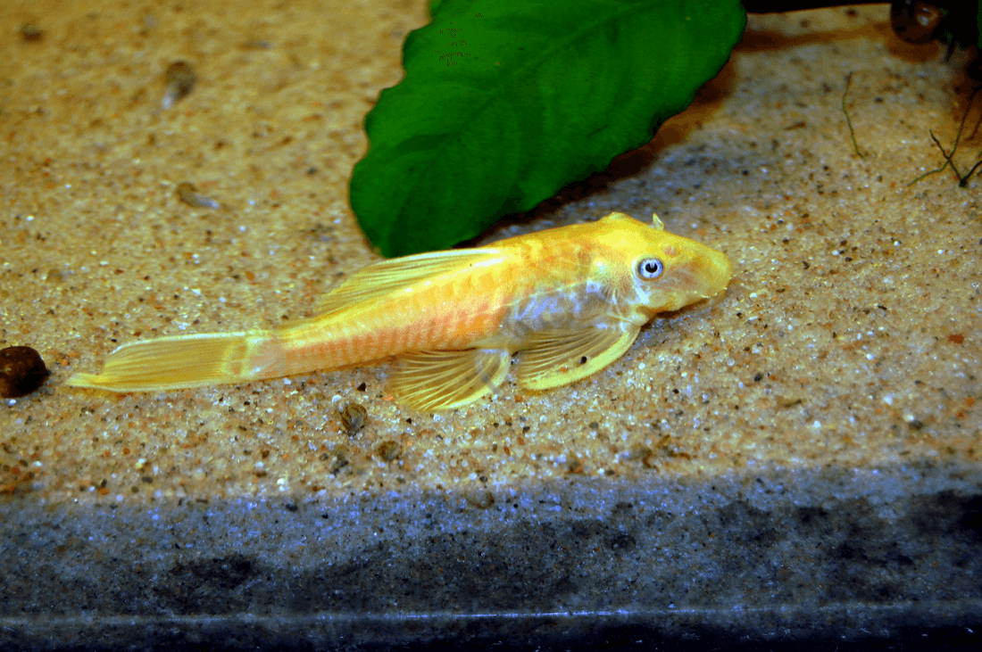 Longfin Calico Ancistrus Catfish aquarium fish