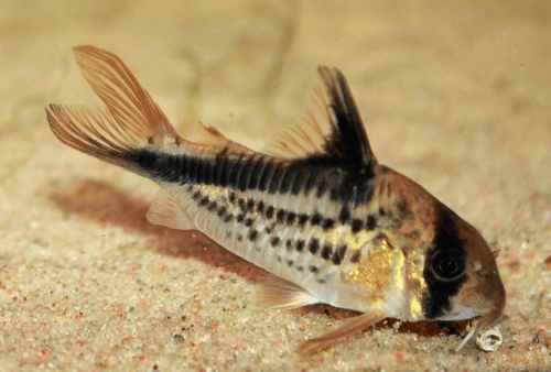 Loxozonus Cory Catfish aquarium fish