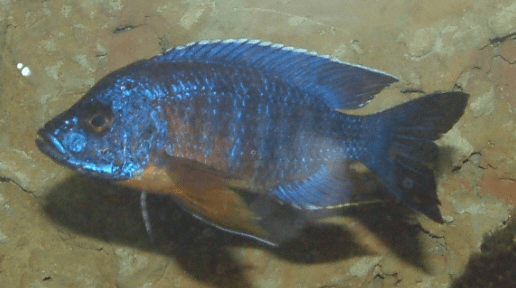 Lwanda Peacock Cichlid aquarium fish