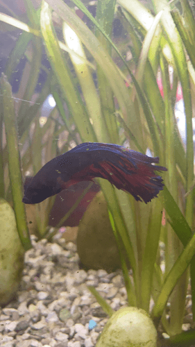Male Betta aquarium fish