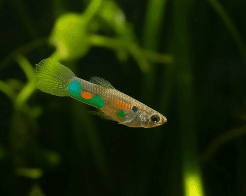 Male Guppy aquarium fish