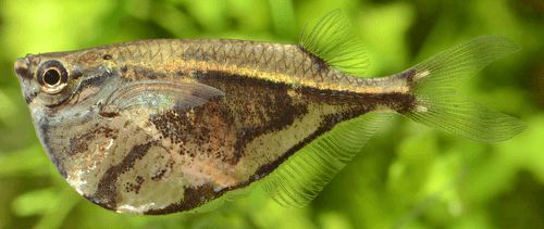 Marble Hatchet Fish aquarium fish