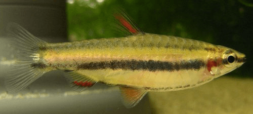 Marginatus Pencilfish aquarium fish