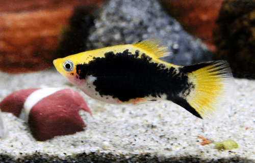 Marigold Platy aquarium fish
