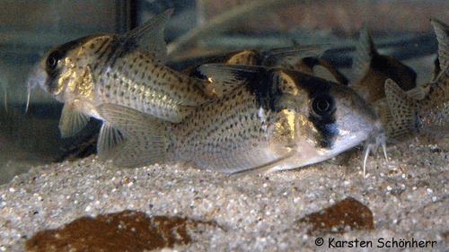Melanistius Cory Catfish aquarium fish