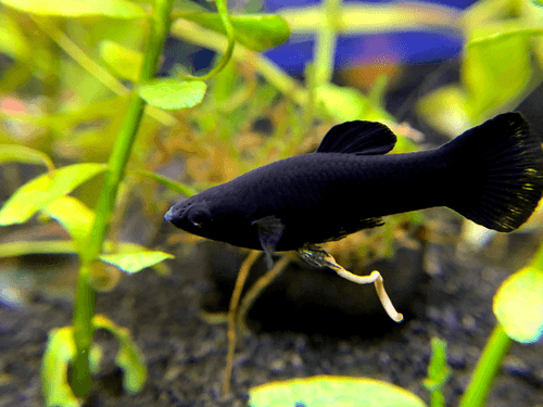Molly aquarium fish