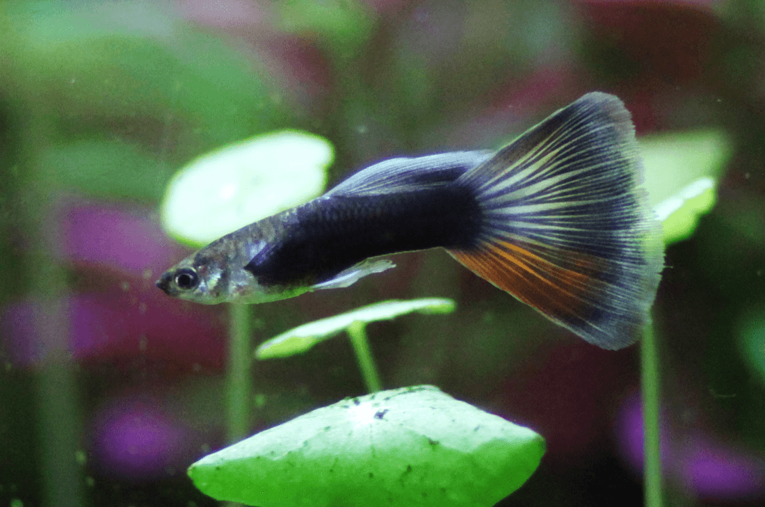 Moscow White Guppy aquarium fish