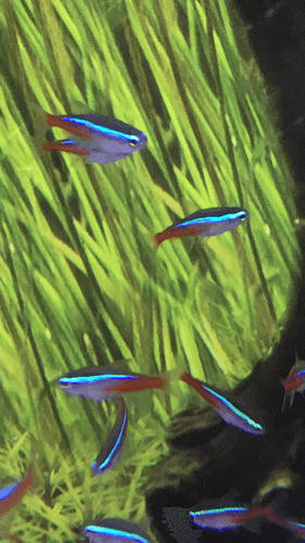Neon Tetra aquarium fish