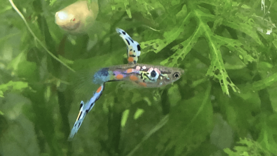 Neon Yellow Guppy aquarium fish