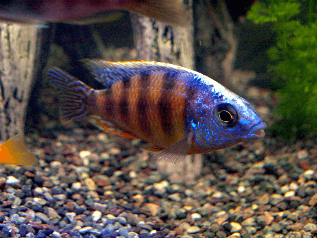 OB Peacock Cichlid aquarium fish