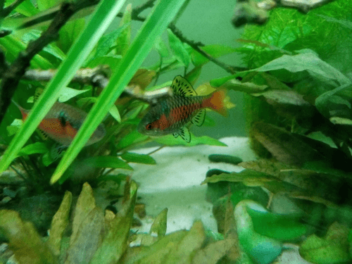 Odessa Barb aquarium fish